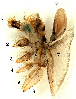 Apéndice birrámeo de Triops