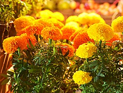 Flor de cempasúchil usada para ornato