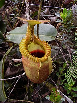 Trampa de Nepenthes villosa