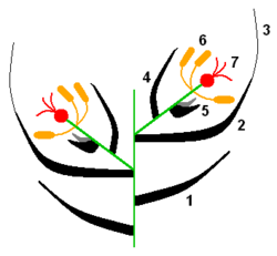 Esquema de una espiguilla