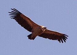 Buitre leonado en vuelo planeador