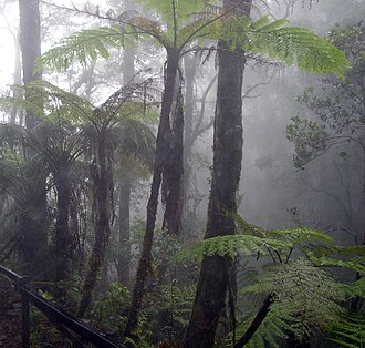 Fotografía de la selva de Borneo mostrando la densidad de los bosques tropicales húmedos.