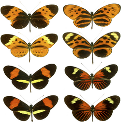 Mariposas Heliconius del trópico
