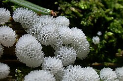 Cuerpos fructíferos de Ceratiomyxa, un Myxomycota.
