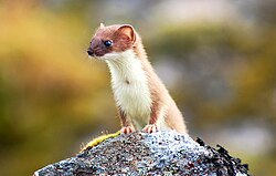 Ilustración o fotografía de Mustela nivalis eskimo