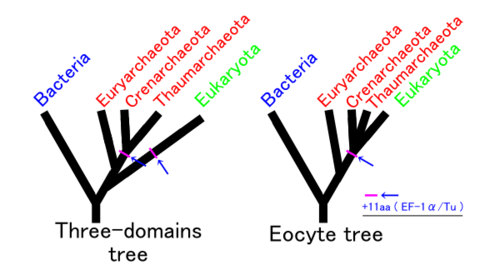 Comparación entre el árbol de tres dominios y el árbol eocito.
