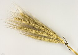 Secale cereale expuesto en el Museo de Historia Natural de Toulouse