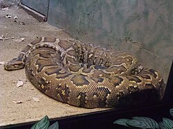 Pitón de la India en el terrario