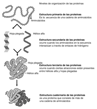 Representación de los niveles de estructura de las proteínas