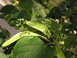 Hojas con inflorescencias