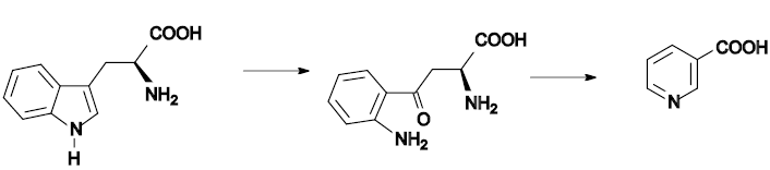 Esquema de la ruta biosintética del triptófano a niacina