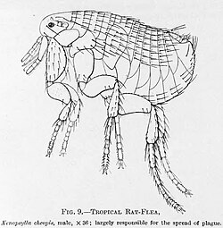 Pulga de la rata Xenopsylla cheopis, vector de la enfermedad.