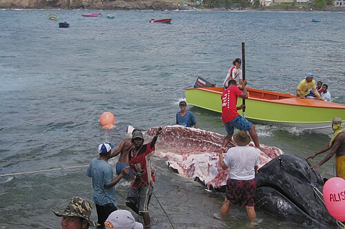 Actividad tradicional de caza de subsistencia de ballenas en la isla de Bequia, San Vicente y las Granadinas.