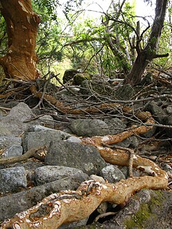 Raíces expuestas de un arrayán en la Reserva Nacional Ñuble.