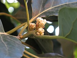 Botones florales del aguacatero