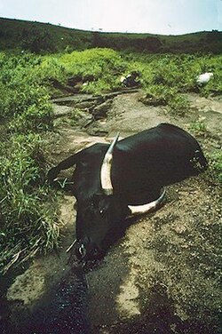 Vaca asfixiada por una fuga natural de CO2 en 1986 del lago Nyos.
