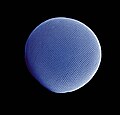 Ojo de Euphausia superba en microscopía electrónica