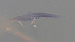 Ilustración detallada de un ejemplar de Lissotriton vulgaris