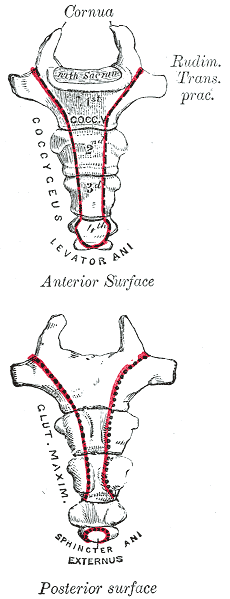 Representación anatómica del coxis