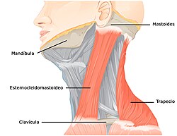 Representación anatómica del músculo esternocleidomastoideo