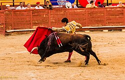 Corrida de toros en 2014