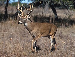 El venado de cola blanca es frecuente en todos los estados del este.