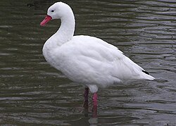 Cisne coscoroba