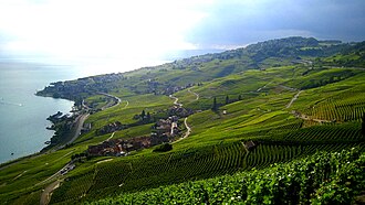 Paisaje de los viñedos en terrazas de Lavaux