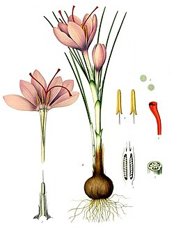 Ilustración botánica de Köhler