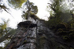 Alerce Milenario en el Parque Nacional Alerce Costero
