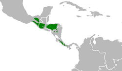 Detalle morfológico y taxonómico del género Pharomachrus