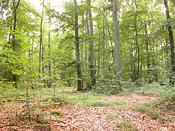 Fotoautótrofos terrestres como árboles y plantas en un bosque.