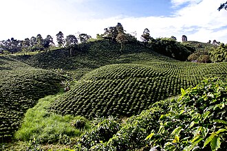 Paisaje de cafetales en el Eje Cafetero colombiano