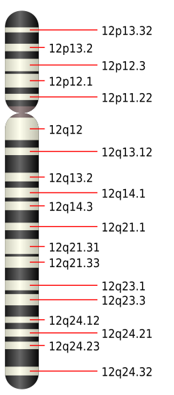 Cromátida del cromosoma 12