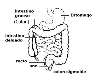 Parte delantera del abdomen mostrando el intestino grueso en color azul.