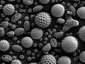 Granos de polen analizados con microscopía electrónica de barrido