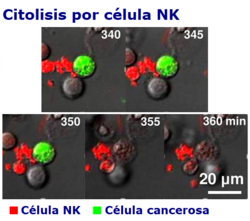 Citólisis de una célula cancerosa