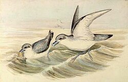 Pato-petrel piquicorto Pachyptila turtur filtrando zooplancton