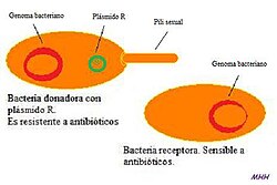 Fotografía o esquema de bacterias interactuando mediante pili sexual durante el proceso de conjugación.