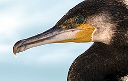 Ilustración o fotografía histórica de la práctica de pesca con cormoranes