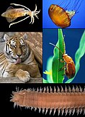 Representación del reino Animalia