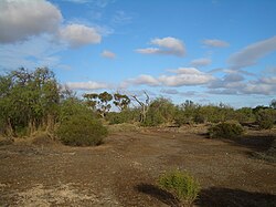 Musgos sobre terrenos en las minas Wallaroo en Australia Meridional