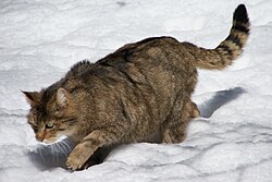 Gato montés europeo Felis silvestris silvestris