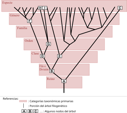 Diagrama sobre la taxonomía moderna y la relación entre taxón y categoría
