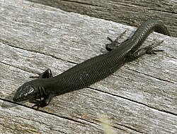 Ejemplar negro de Zootoca vivipara