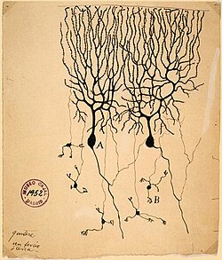 Dibujo histórico de células de Purkinje y granulosas del cerebelo de un pichón realizado por Santiago Ramón y Cajal en 1899.