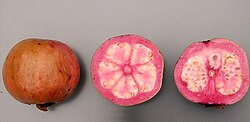 Fruto de guayaba de la variedad Thai Maroon