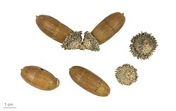 Ilustración botánica de Quercus suber
