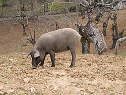 Precinto y etiqueta identificativa en una pieza de jamón ibérico