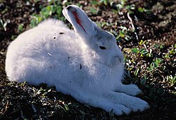 Ilustración taxonómica y representación de una liebre polar o ártica (Lepus arcticus)
